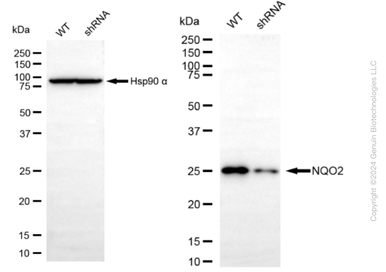 KD-Validated Anti-NQO2 Rabbit Monoclonal Antibody ABG1592