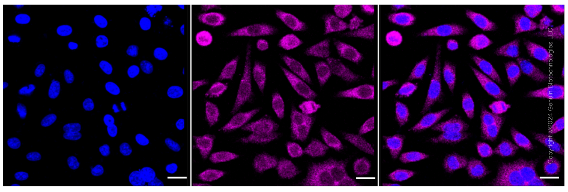 KD-Validated Anti-MAP3K2 Rabbit Monoclonal Antibody ABG1593