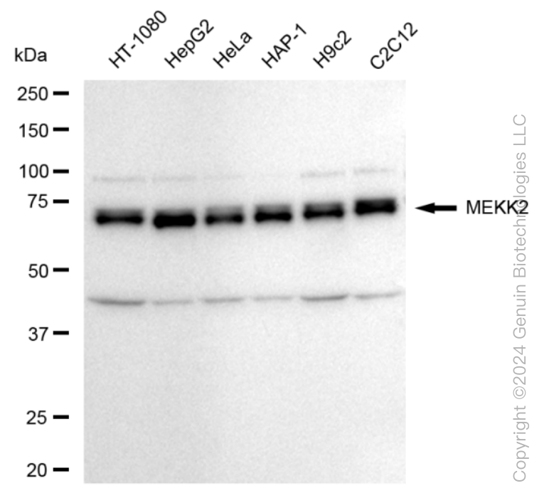 KD-Validated Anti-MAP3K2 Rabbit Monoclonal Antibody ABG1593