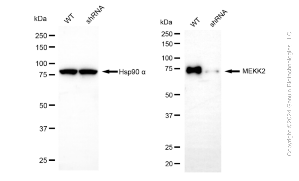 KD-Validated Anti-MAP3K2 Rabbit Monoclonal Antibody ABG1593