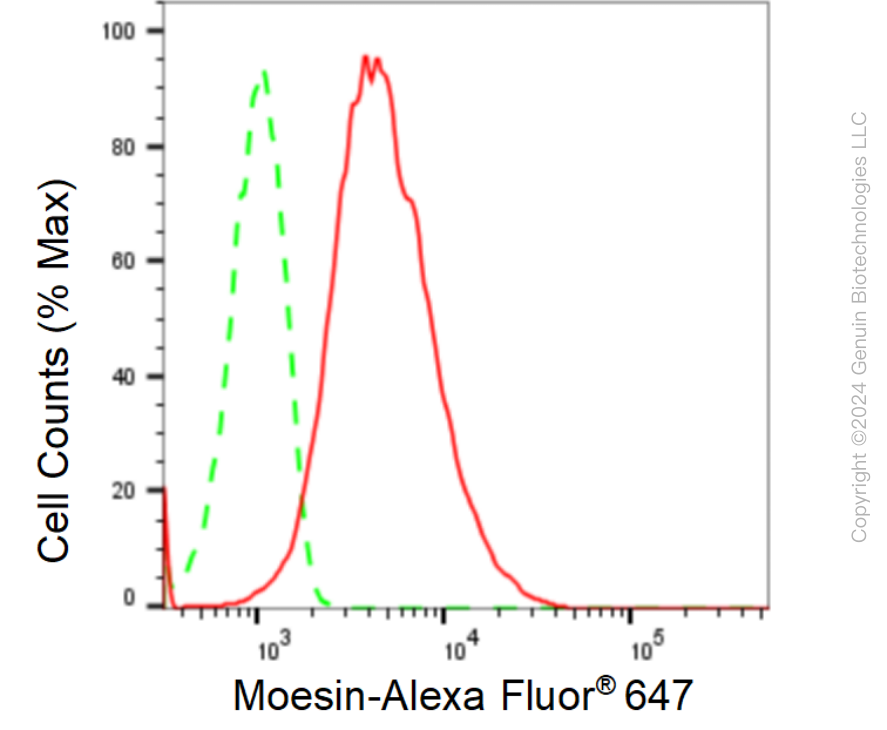 KD-Validated Anti-Moesin Rabbit Monoclonal Antibody ABG1594