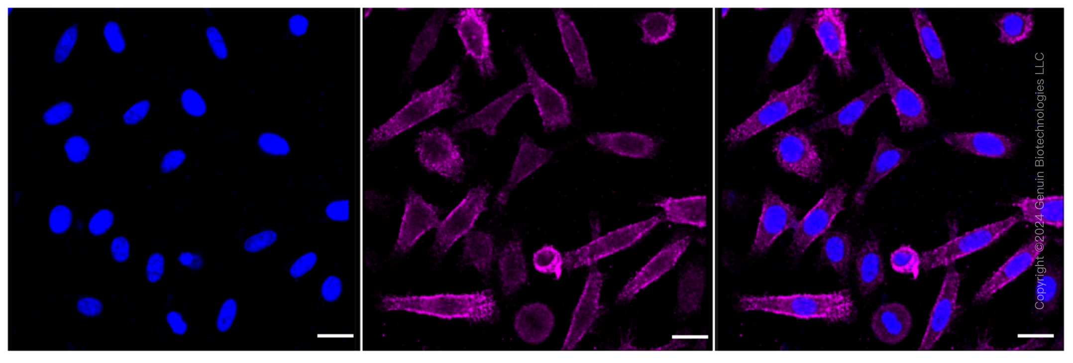 KD-Validated Anti-Moesin Rabbit Monoclonal Antibody ABG1594