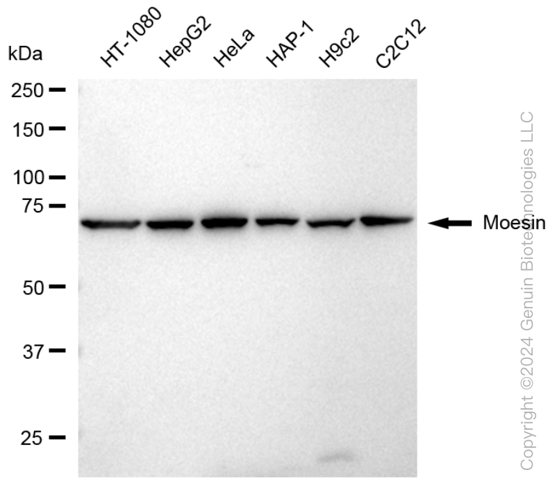 KD-Validated Anti-Moesin Rabbit Monoclonal Antibody ABG1594