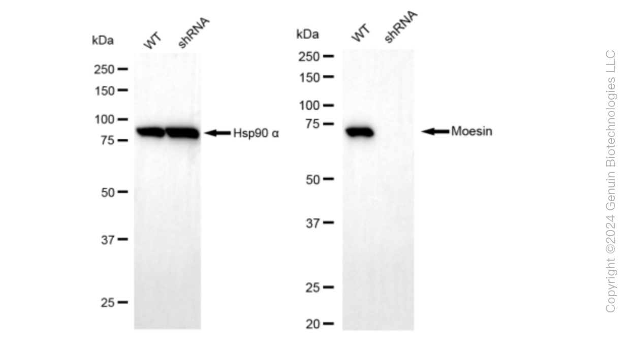KD-Validated Anti-Moesin Rabbit Monoclonal Antibody ABG1594