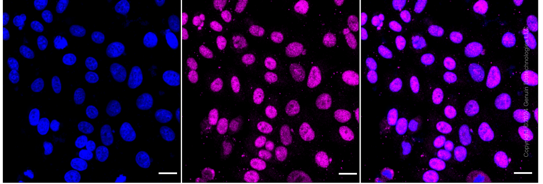 KD-Validated Anti-DGCR8 Rabbit Monoclonal Antibody ABG1595