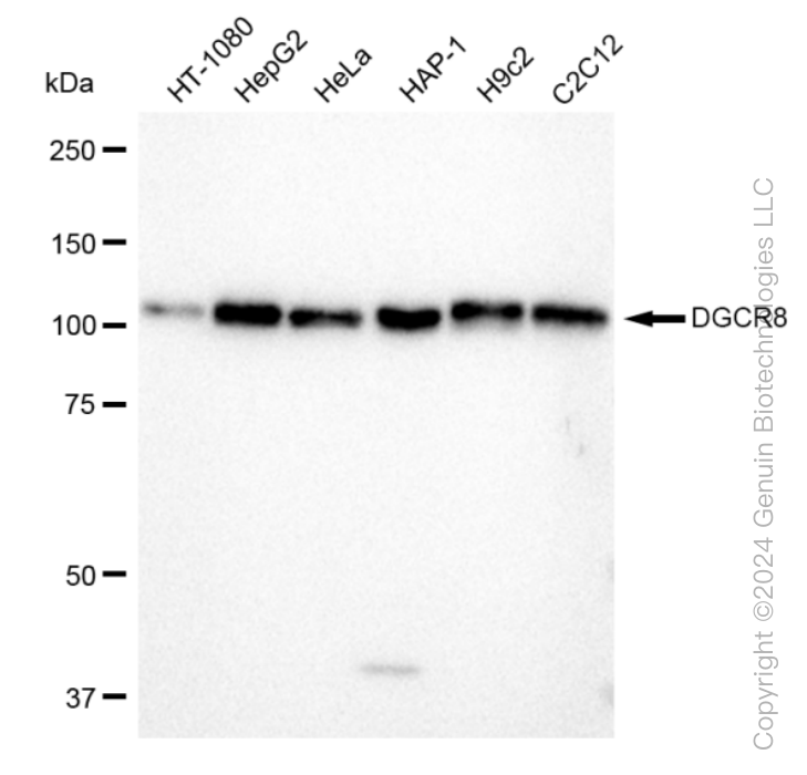 KD-Validated Anti-DGCR8 Rabbit Monoclonal Antibody ABG1595