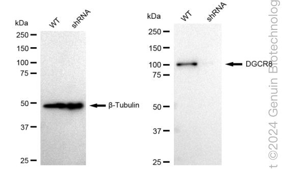 KD-Validated Anti-DGCR8 Rabbit Monoclonal Antibody ABG1595
