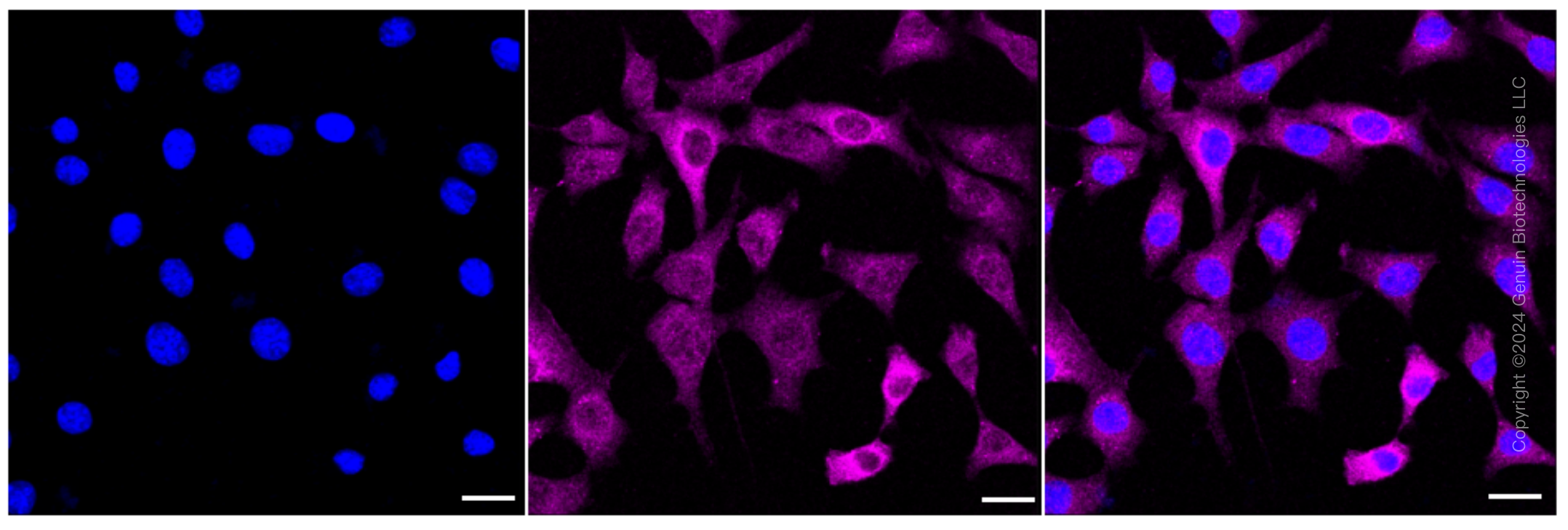 KD-Validated Anti-Phospho-MEK1 (S298) Rabbit Monoclonal Antibody ABG1596