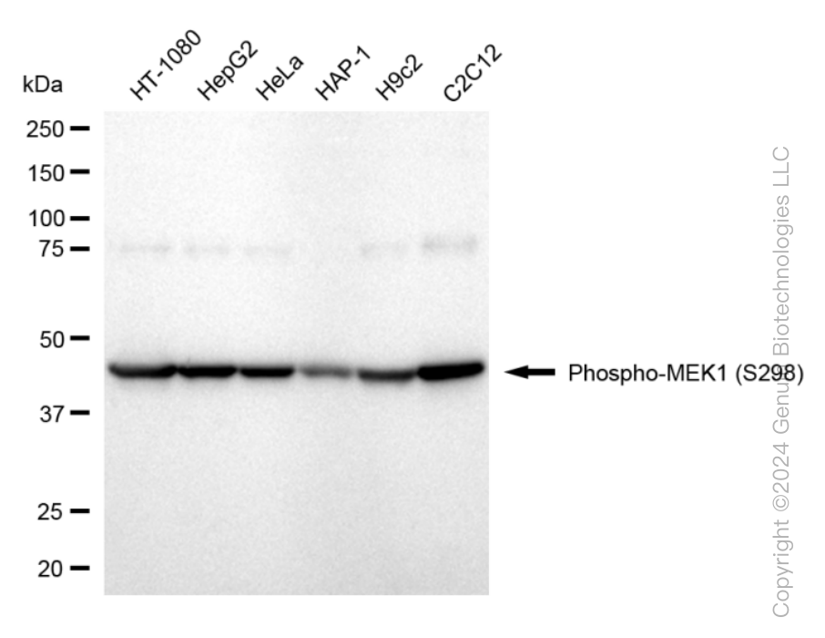 KD-Validated Anti-Phospho-MEK1 (S298) Rabbit Monoclonal Antibody ABG1596