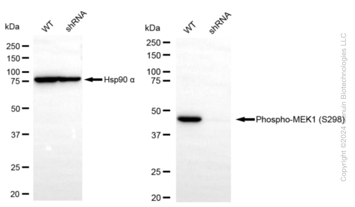 KD-Validated Anti-Phospho-MEK1 (S298) Rabbit Monoclonal Antibody ABG1596