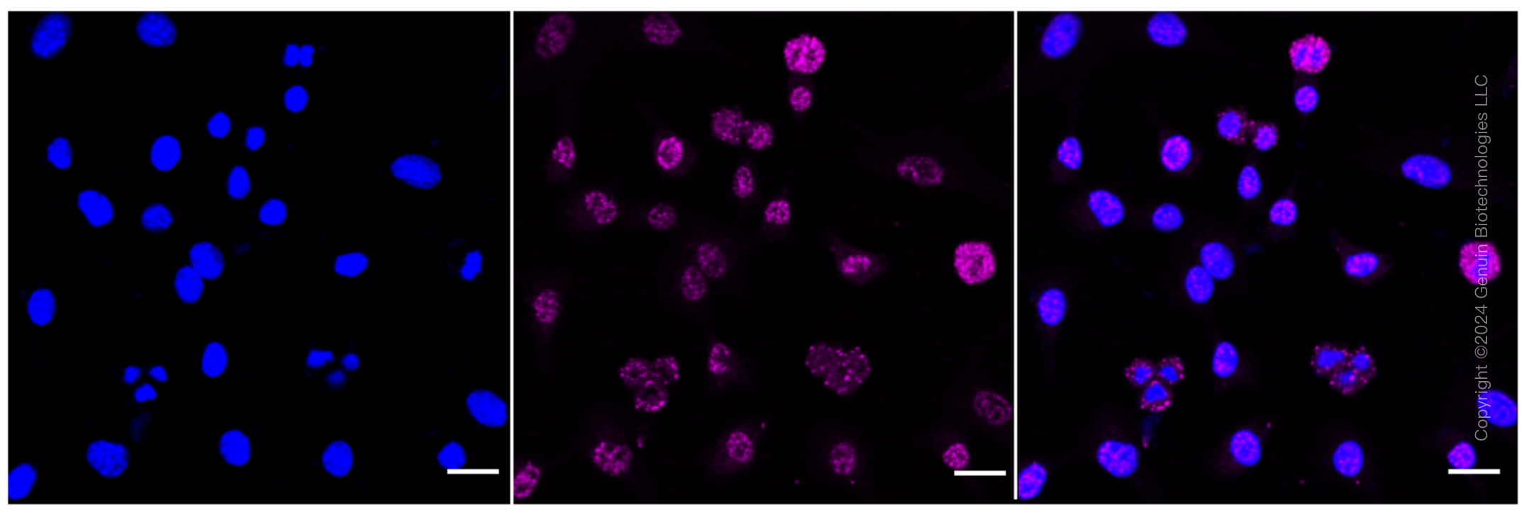 KD-Validated Anti-Phospho-MEK1 (T292) Rabbit Monoclonal Antibody ABG1597