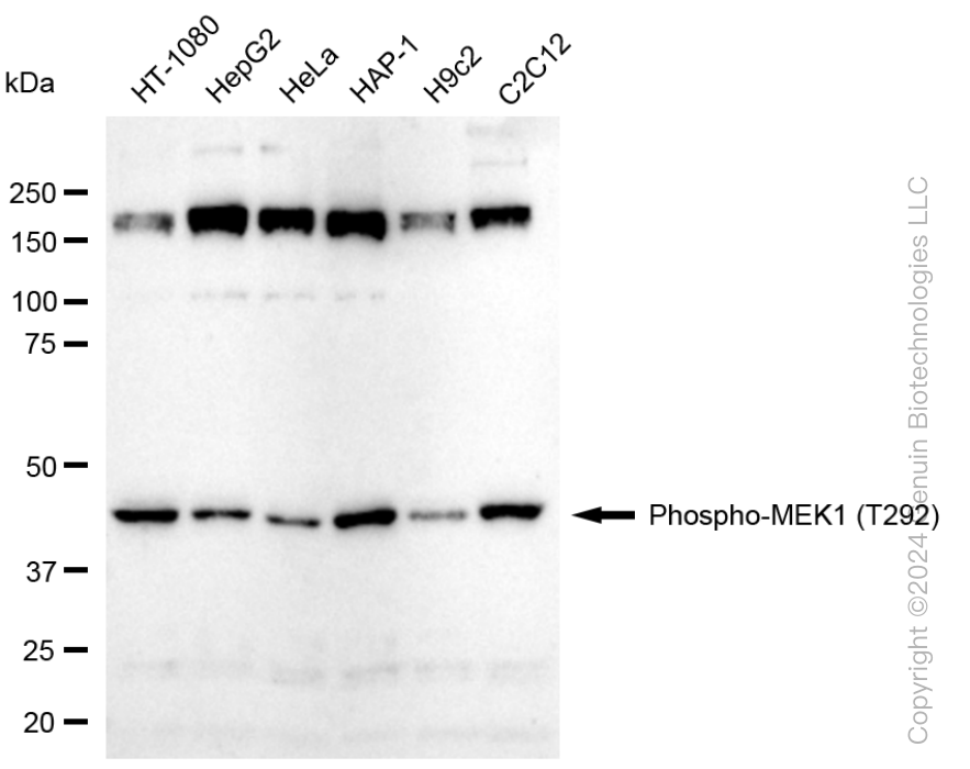 KD-Validated Anti-Phospho-MEK1 (T292) Rabbit Monoclonal Antibody ABG1597