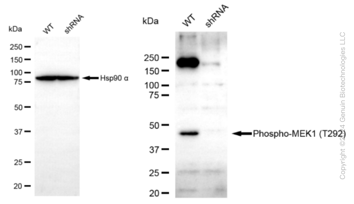 KD-Validated Anti-Phospho-MEK1 (T292) Rabbit Monoclonal Antibody ABG1597