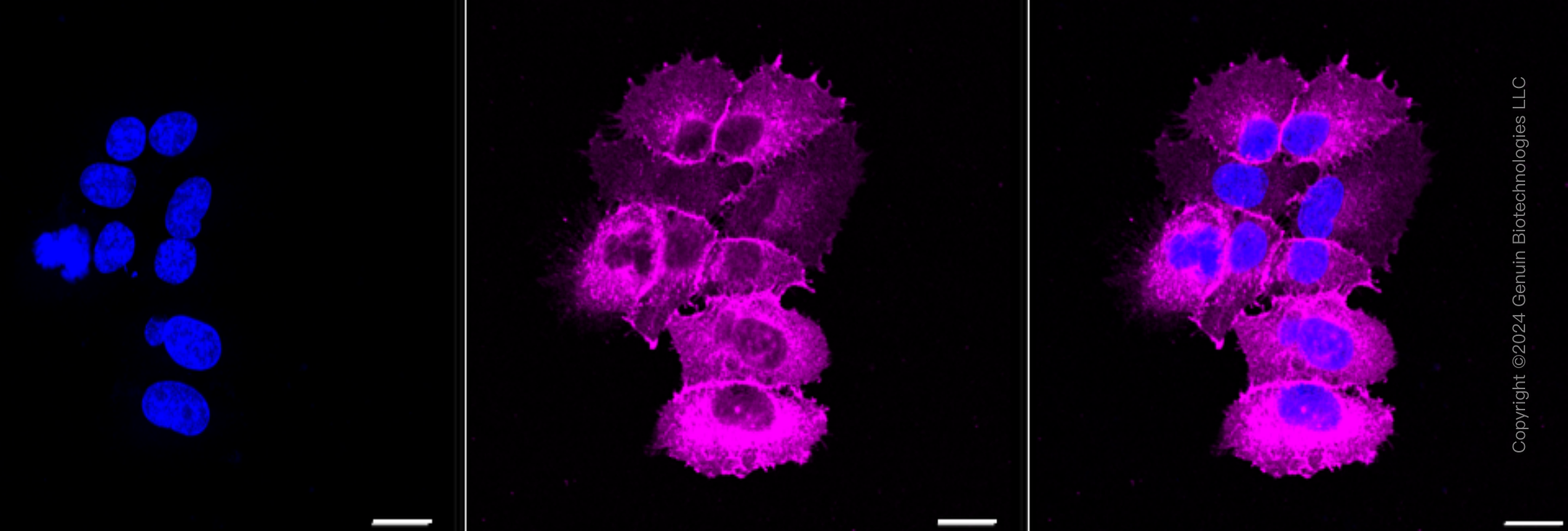 KD-Validated Anti-EGFR Rabbit Monoclonal Antibody ABG1598