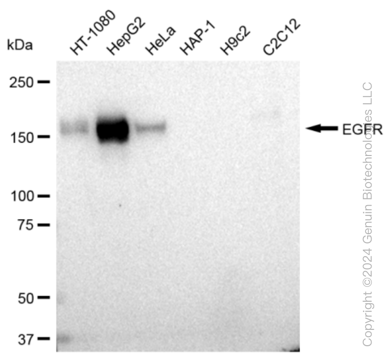 KD-Validated Anti-EGFR Rabbit Monoclonal Antibody ABG1598