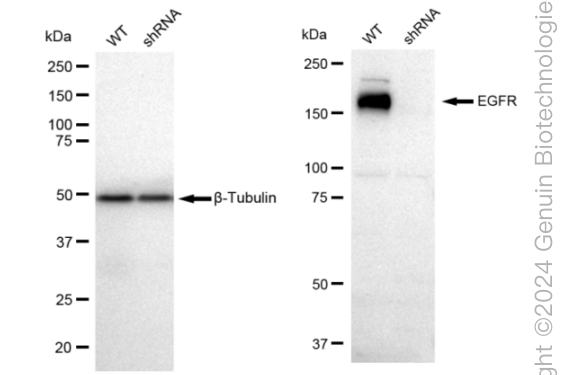KD-Validated Anti-EGFR Rabbit Monoclonal Antibody ABG1598