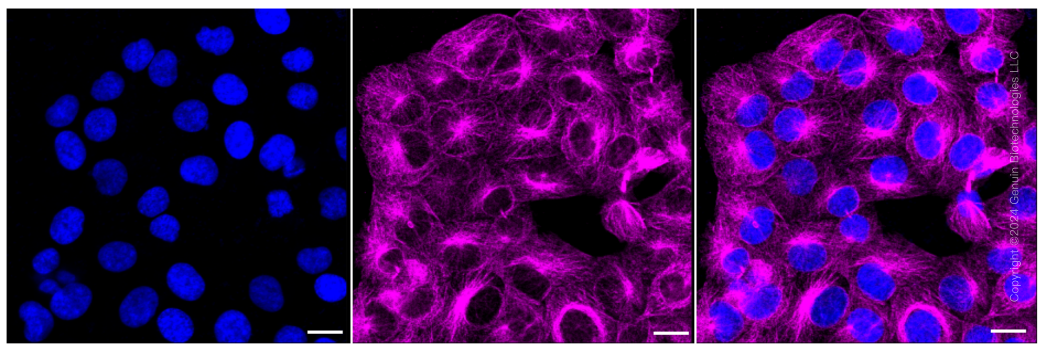 KD-Validated Anti-MAPK10 Rabbit Monoclonal Antibody ABG1599
