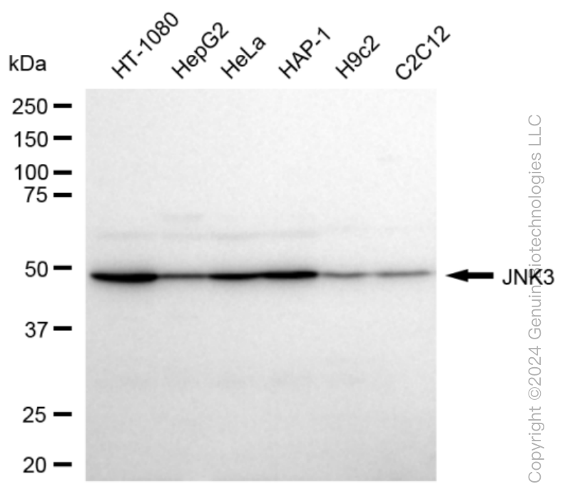 KD-Validated Anti-MAPK10 Rabbit Monoclonal Antibody ABG1599