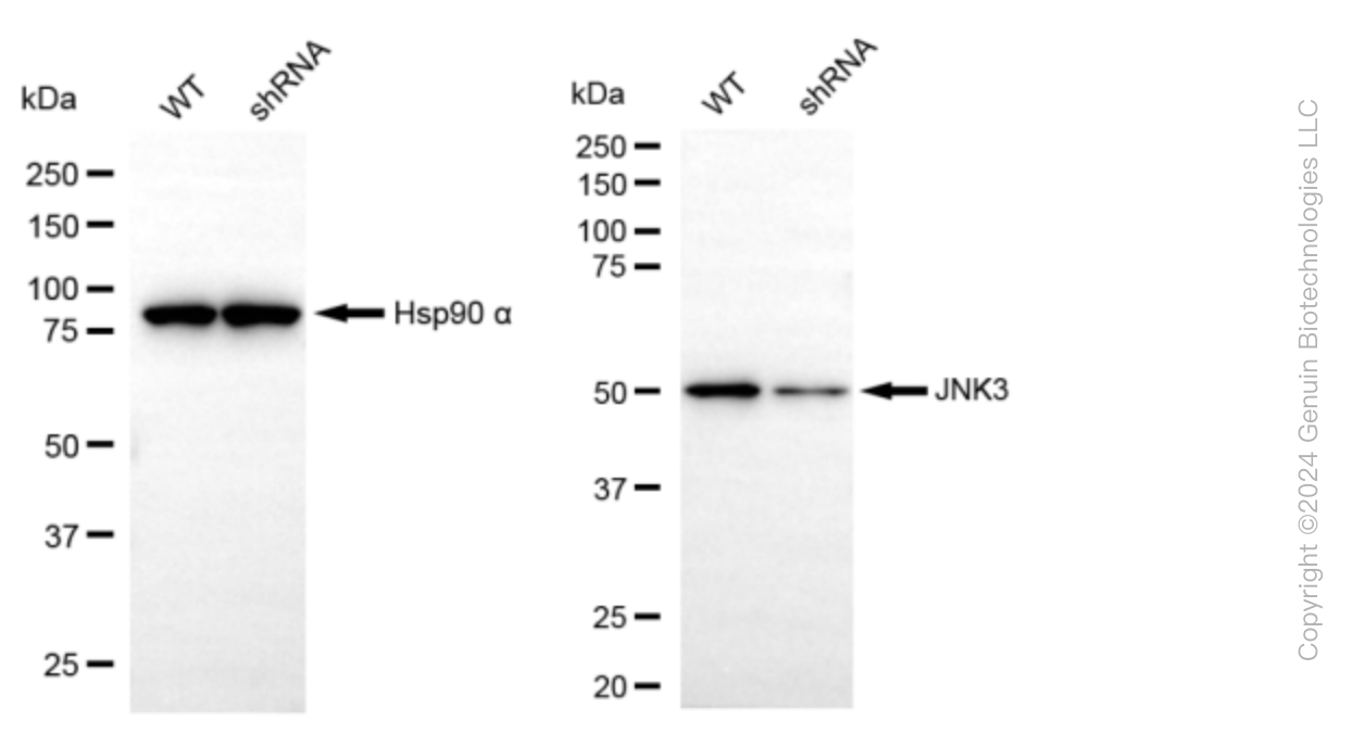 KD-Validated Anti-MAPK10 Rabbit Monoclonal Antibody ABG1599