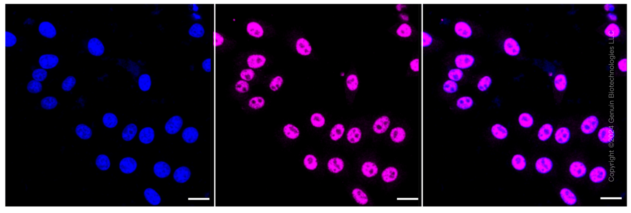 KD-Validated Anti-Phospho-mTOR (S2481) Rabbit Monoclonal Antibody ABG1600