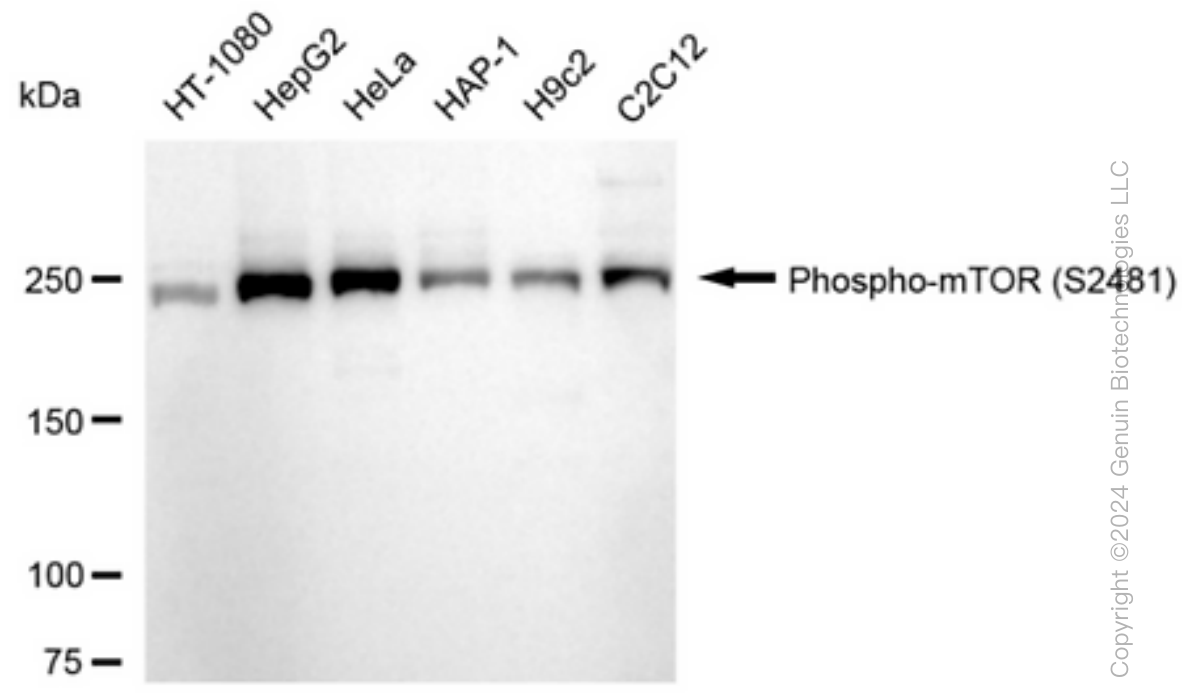 KD-Validated Anti-Phospho-mTOR (S2481) Rabbit Monoclonal Antibody ABG1600