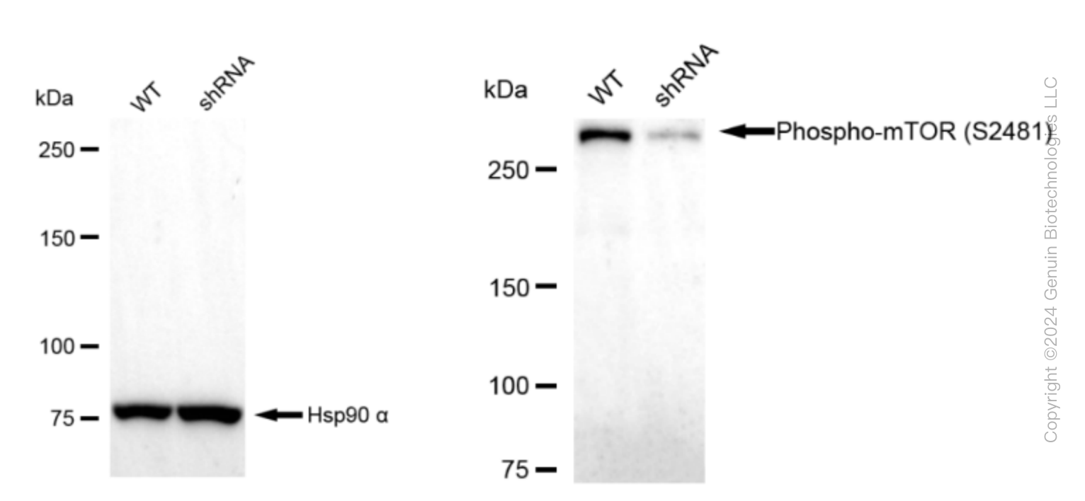 KD-Validated Anti-Phospho-mTOR (S2481) Rabbit Monoclonal Antibody ABG1600