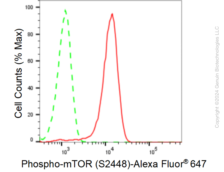 KD-Validated Anti-Phospho-mTOR (S2448) Rabbit Monoclonal Antibody ABG1601