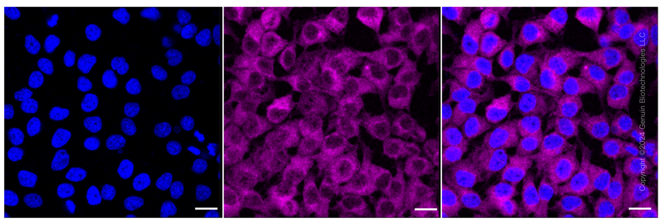 KD-Validated Anti-Phospho-mTOR (S2448) Rabbit Monoclonal Antibody ABG1601