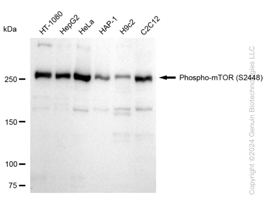 KD-Validated Anti-Phospho-mTOR (S2448) Rabbit Monoclonal Antibody ABG1601