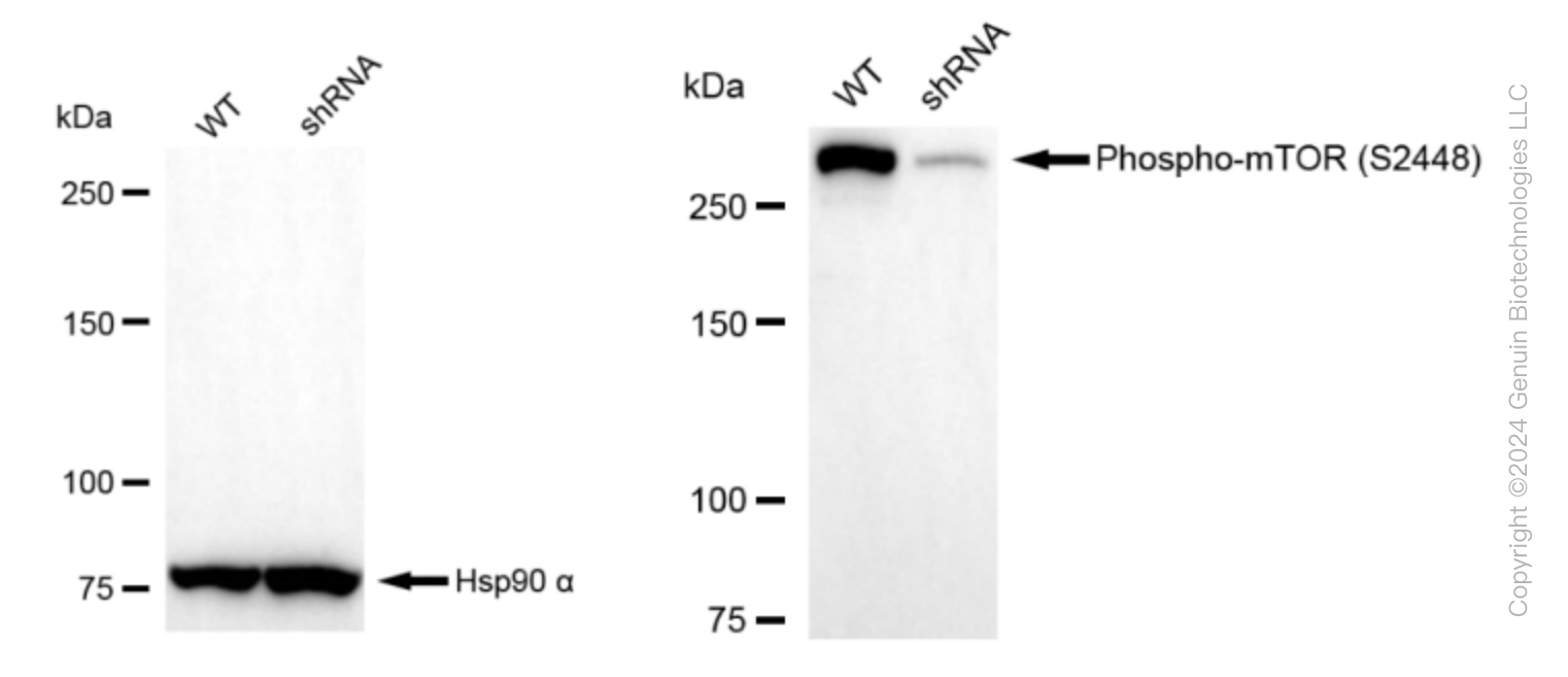 KD-Validated Anti-Phospho-mTOR (S2448) Rabbit Monoclonal Antibody ABG1601