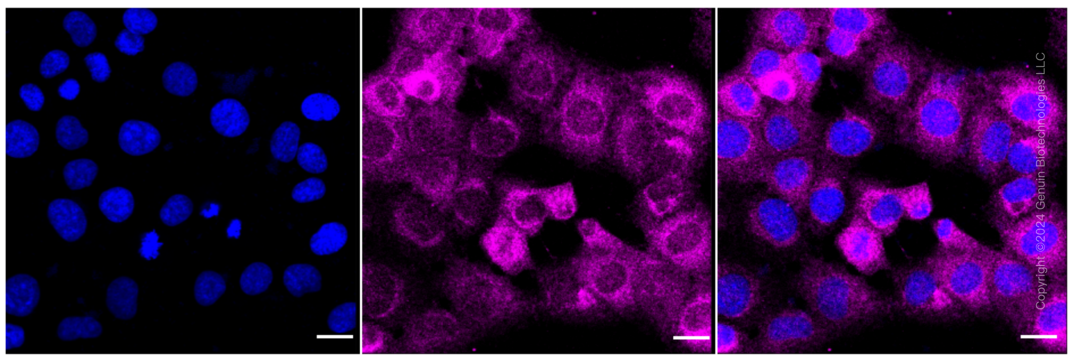 KD-Validated Anti-NAD(P)H Quinone Dehydrogenase 1 Rabbit Monoclonal Antibody ABG1602