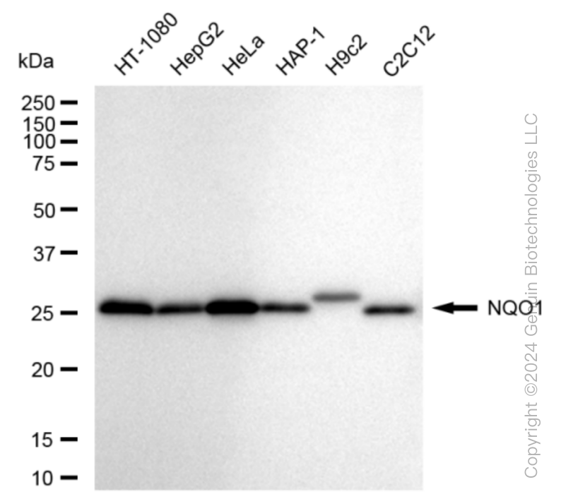 KD-Validated Anti-NAD(P)H Quinone Dehydrogenase 1 Rabbit Monoclonal Antibody ABG1602