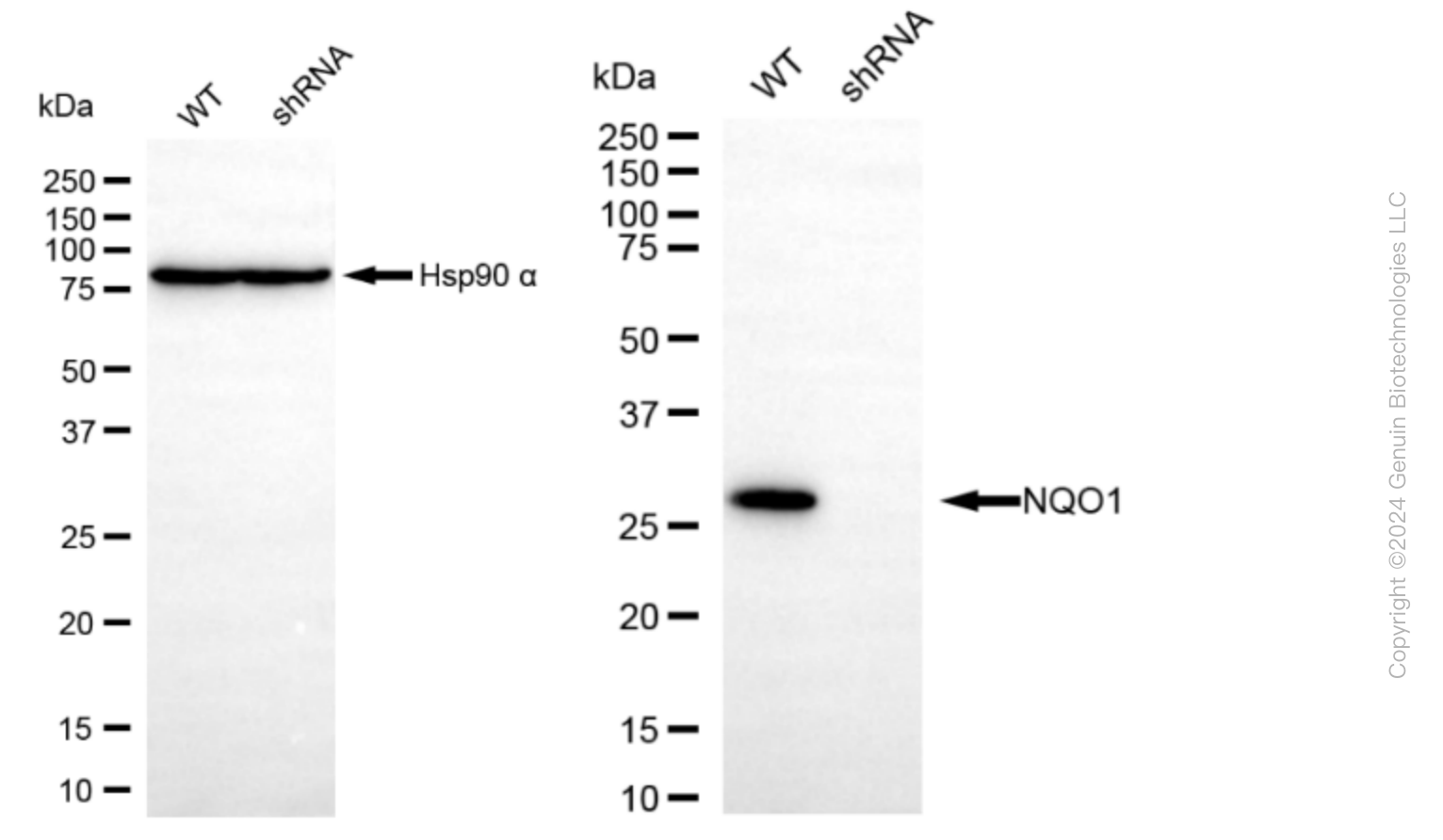 KD-Validated Anti-NAD(P)H Quinone Dehydrogenase 1 Rabbit Monoclonal Antibody ABG1602
