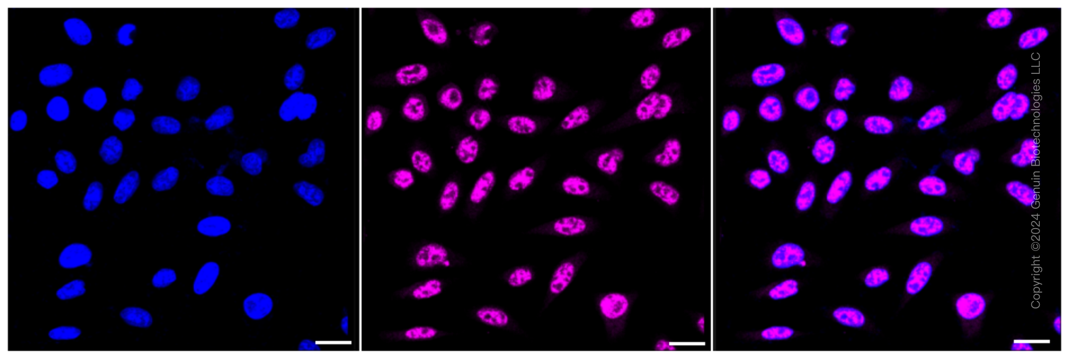 KD-Validated Anti-Poly(A) Binding Protein Nuclear 1 Rabbit Monoclonal Antibody ABG1603