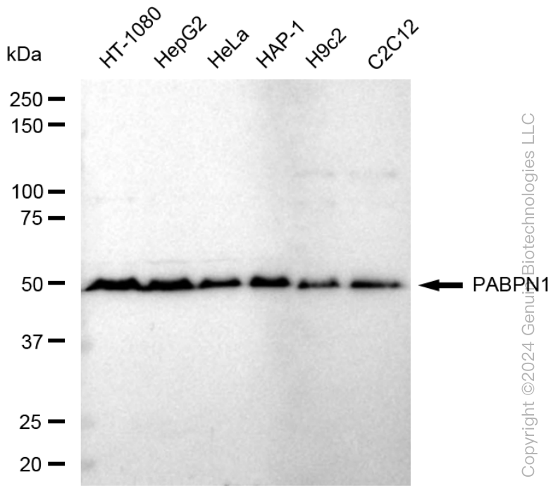 KD-Validated Anti-Poly(A) Binding Protein Nuclear 1 Rabbit Monoclonal Antibody ABG1603
