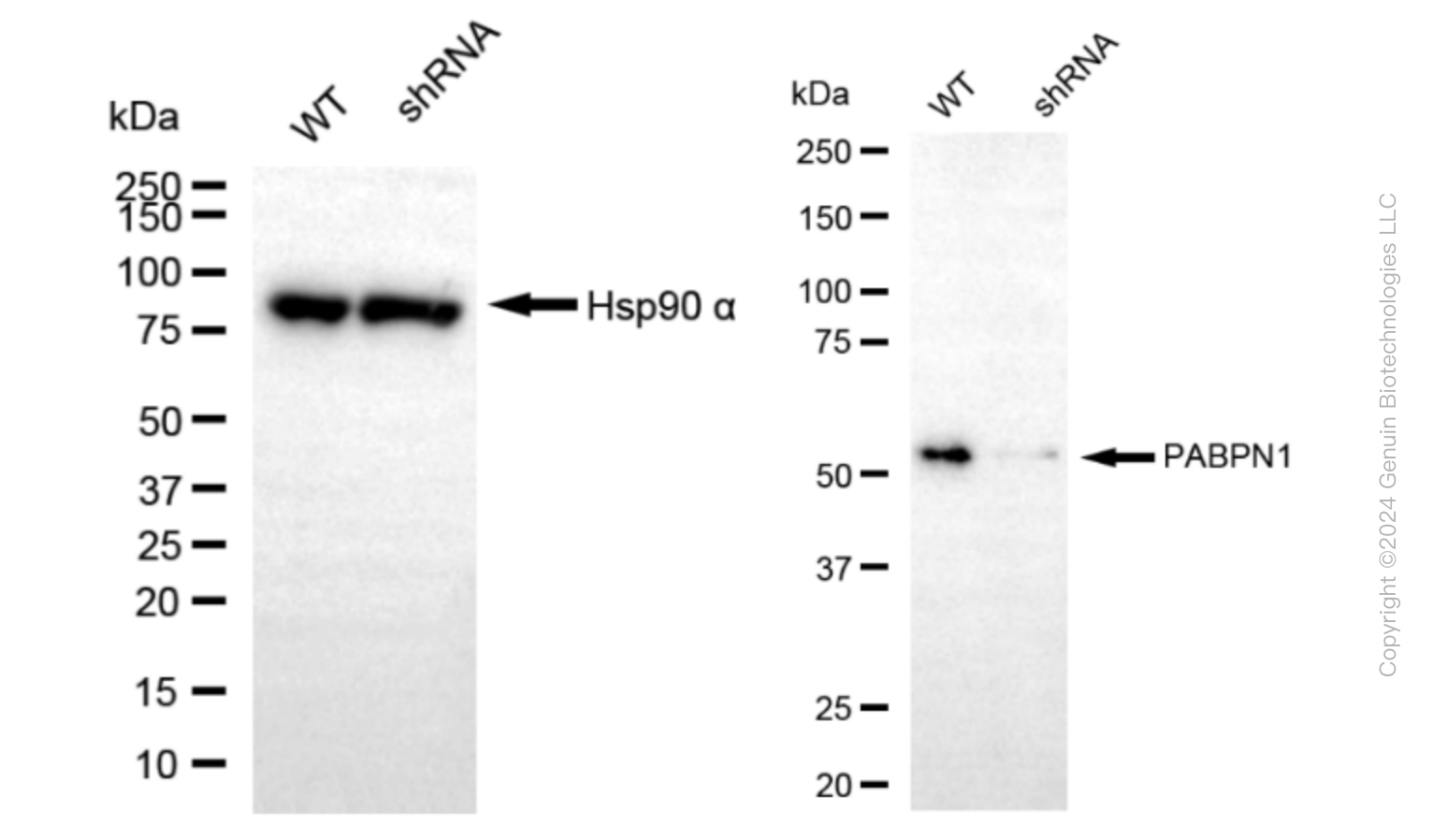 KD-Validated Anti-Poly(A) Binding Protein Nuclear 1 Rabbit Monoclonal Antibody ABG1603