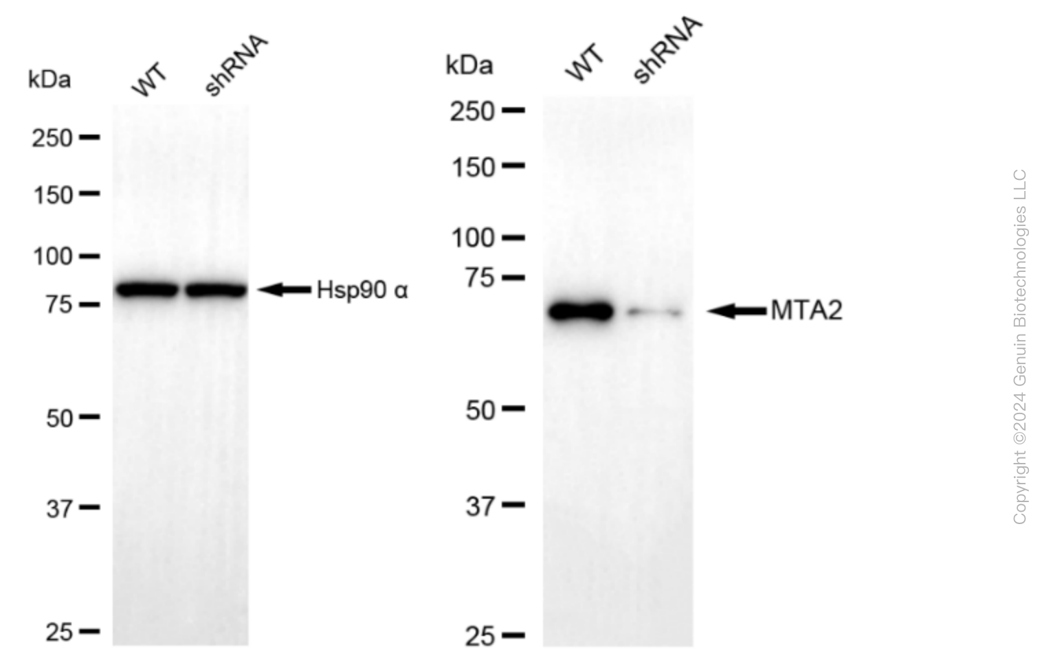 KD-Validated Anti-Metastasis Associated 1 Family Member 2 Rabbit Monoclonal Antibody ABG1604