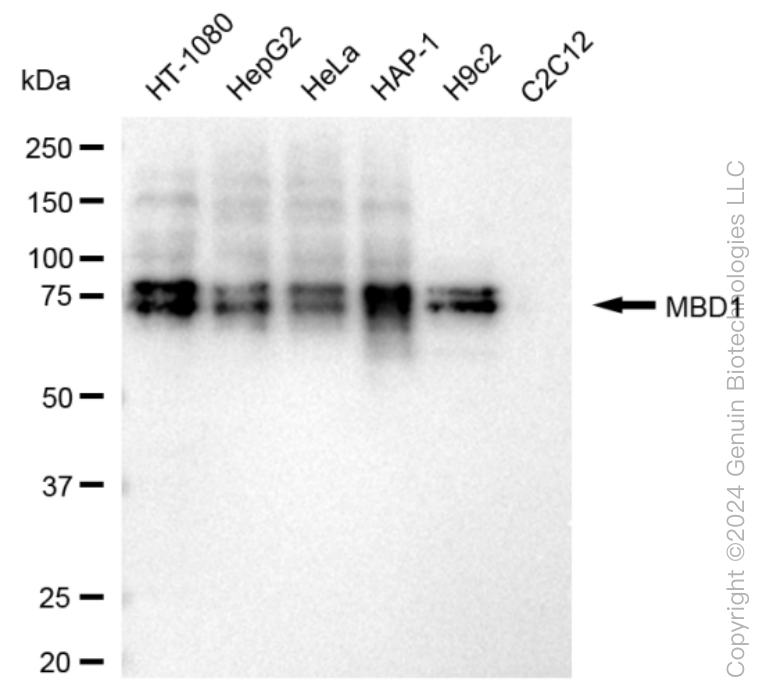 KD-Validated Anti-Methyl-CpG Binding Domain Protein 1 Rabbit Monoclonal Antibody ABG1605