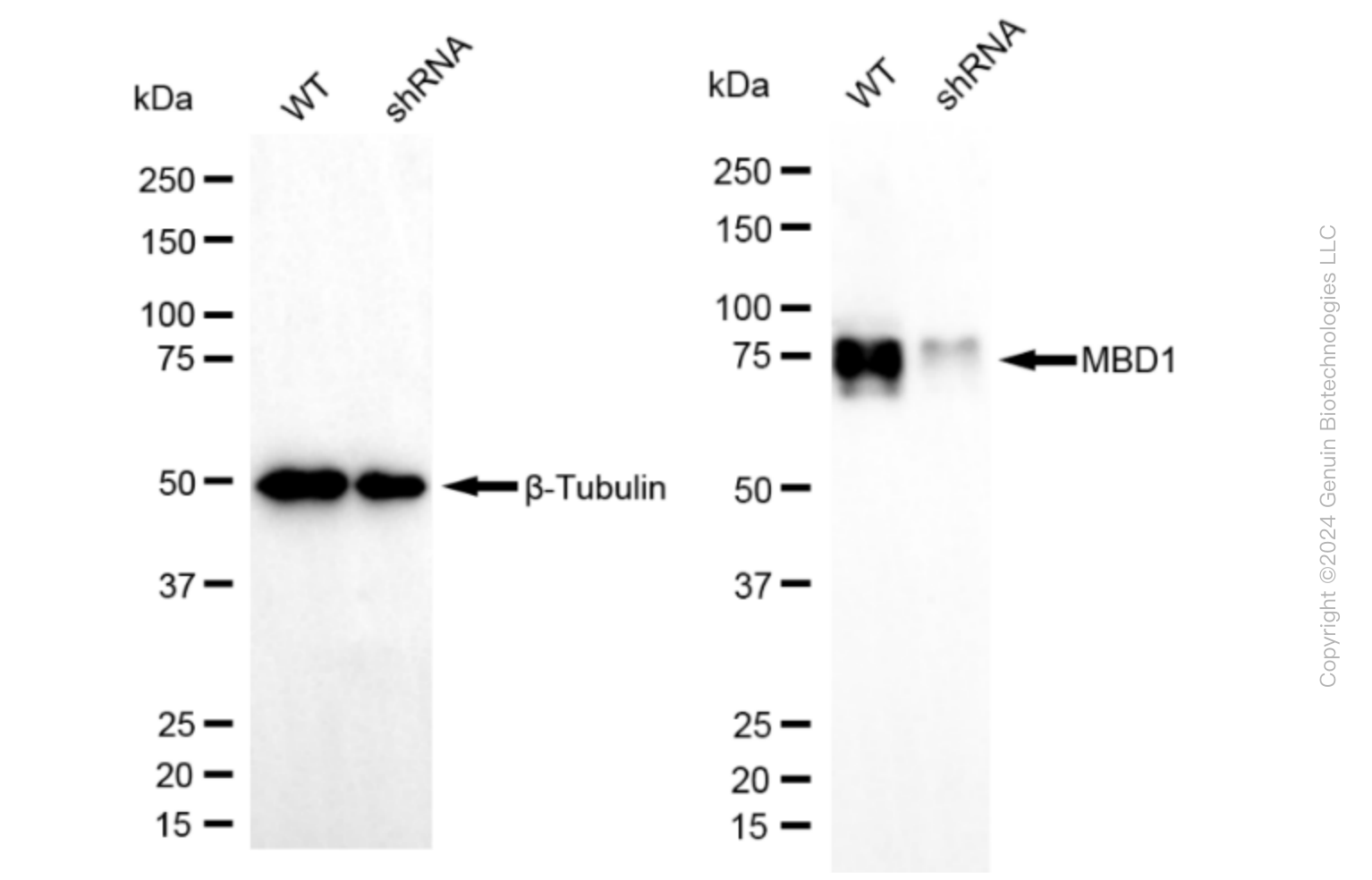 KD-Validated Anti-Methyl-CpG Binding Domain Protein 1 Rabbit Monoclonal Antibody ABG1605