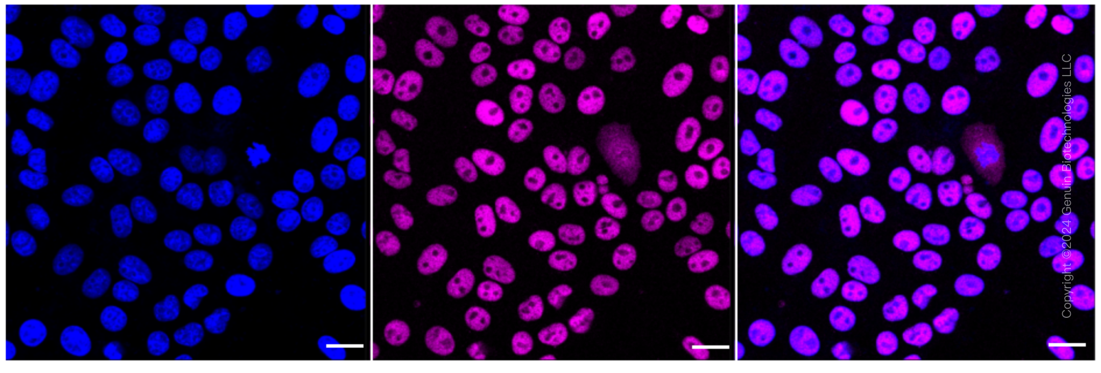 KD-Validated Anti-Methyl-CpG Binding Domain Protein 2 Rabbit Monoclonal Antibody ABG1606