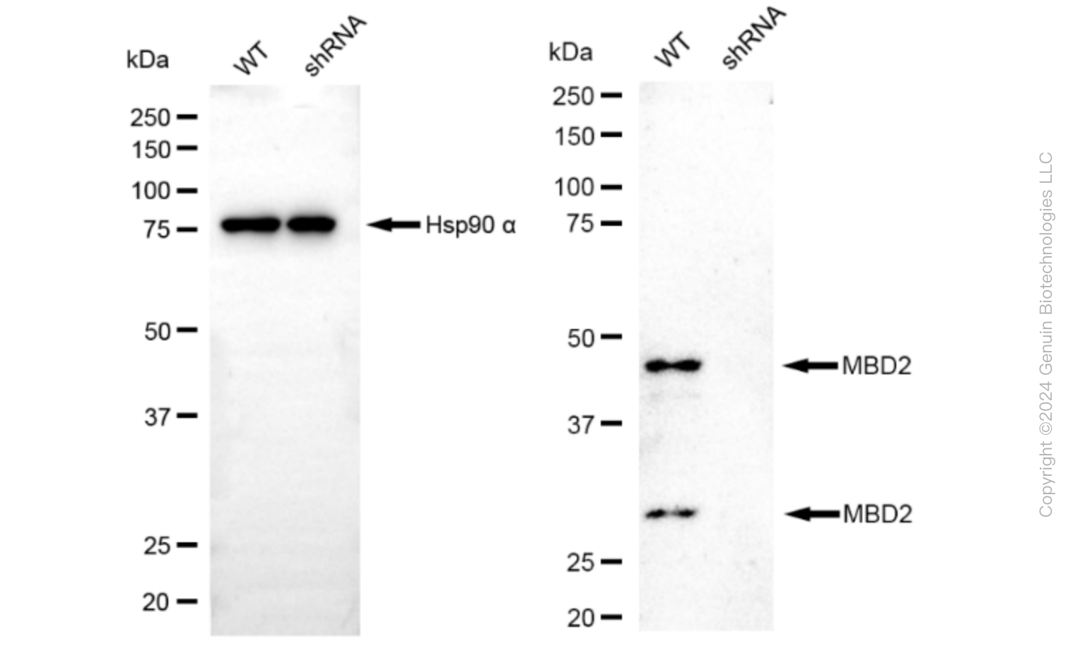 KD-Validated Anti-Methyl-CpG Binding Domain Protein 2 Rabbit Monoclonal Antibody ABG1606
