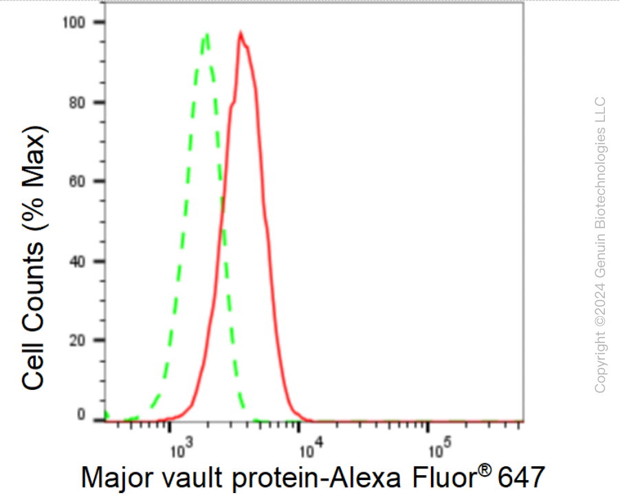 KD-Validated Anti-Major Vault Protein Rabbit Monoclonal Antibody ABG1607
