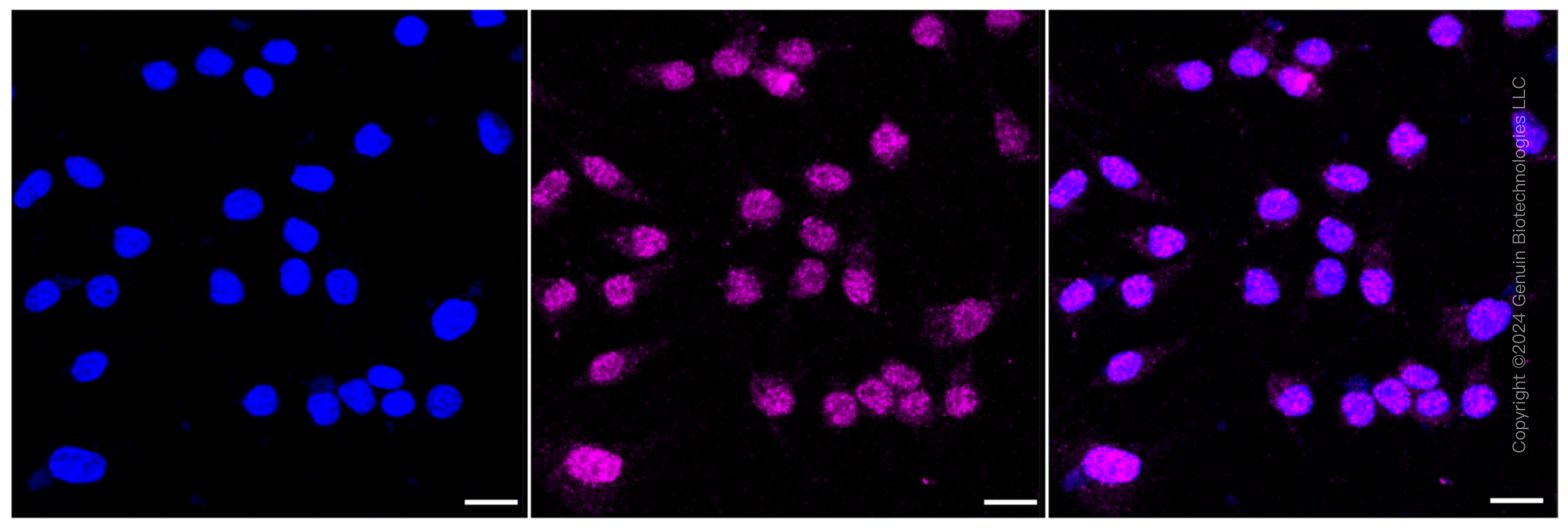 KD-Validated Anti-Major Vault Protein Rabbit Monoclonal Antibody ABG1607