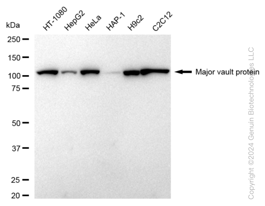 KD-Validated Anti-Major Vault Protein Rabbit Monoclonal Antibody ABG1607