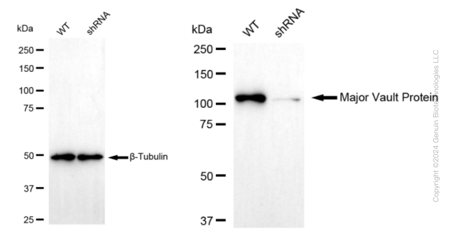 KD-Validated Anti-Major Vault Protein Rabbit Monoclonal Antibody ABG1607