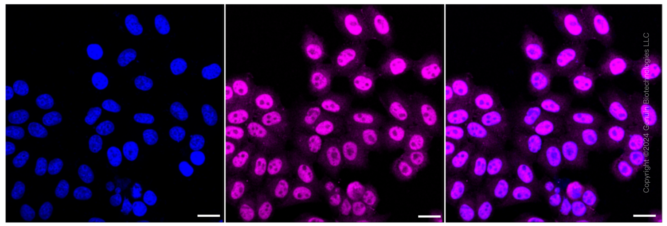 KD-Validated Anti-Non-Homologous End Joining Factor 1 Rabbit Monoclonal Antibody ABG1608