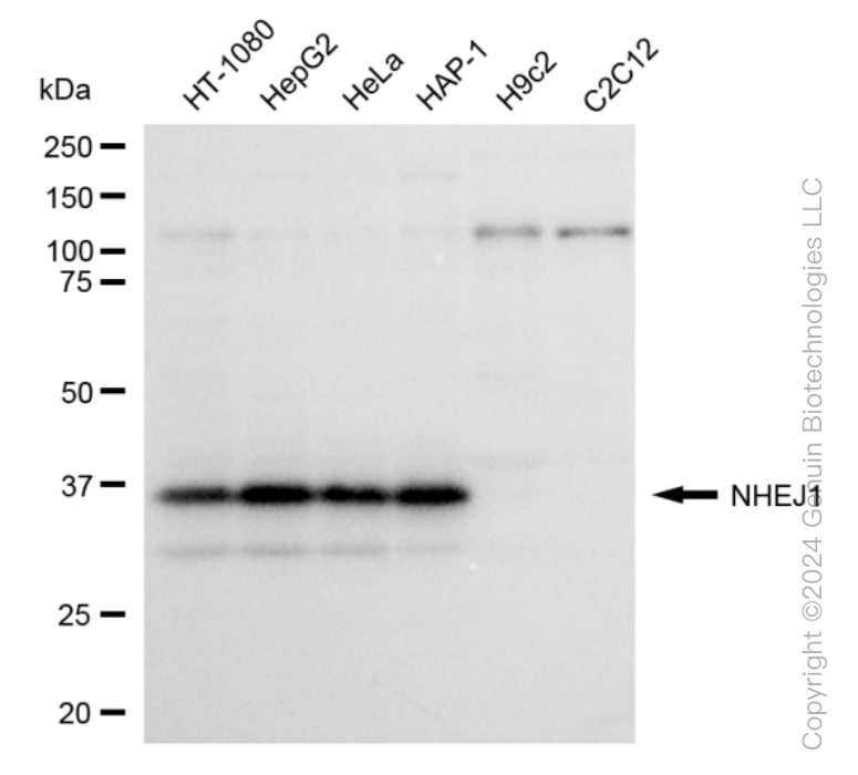 KD-Validated Anti-Non-Homologous End Joining Factor 1 Rabbit Monoclonal Antibody ABG1608
