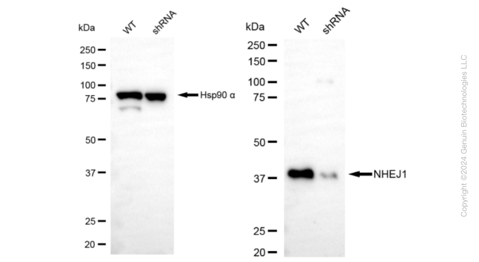 KD-Validated Anti-Non-Homologous End Joining Factor 1 Rabbit Monoclonal Antibody ABG1608