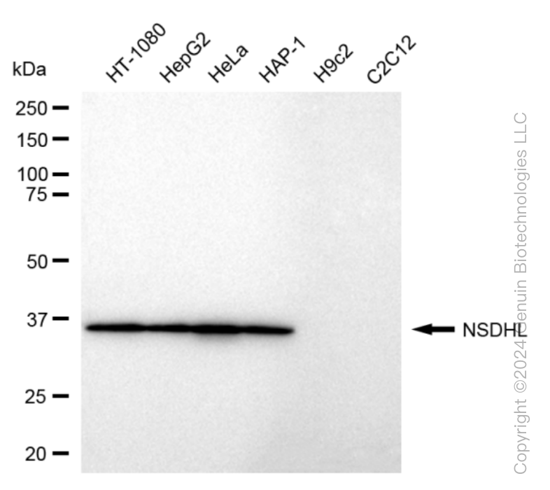 KD-Validated Anti-NSDHL Rabbit Monoclonal Antibody ABG1609