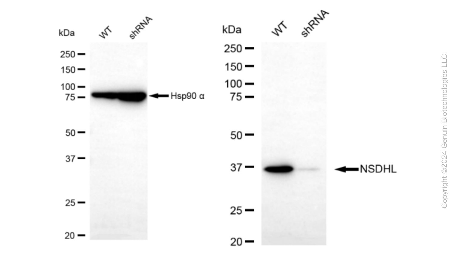KD-Validated Anti-NSDHL Rabbit Monoclonal Antibody ABG1609